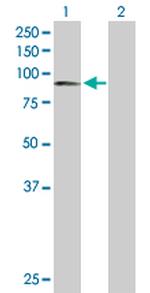 CAPN1 Antibody in Western Blot (WB)