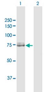 CAPN2 Polyclonal Antibody, MaxPab™
