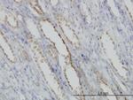 CAPNS1 Antibody in Immunohistochemistry (Paraffin) (IHC (P))