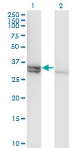 CASP1 Monoclonal Antibody (3D2)
