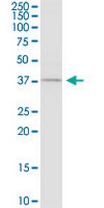 CASP4 Monoclonal Antibody (7G7)