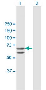 RUNX2 Antibody in Western Blot (WB)