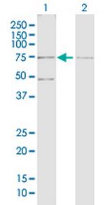 RUNX2 Antibody in Western Blot (WB)