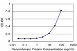 RUNX2 Monoclonal Antibody (1C10)