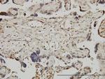 RUNX1 Antibody in Immunohistochemistry (Paraffin) (IHC (P))