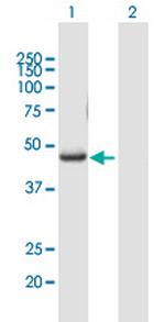 RUNX3 Polyclonal Antibody, MaxPab™
