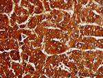 CBS Antibody in Immunohistochemistry (Paraffin) (IHC (P))