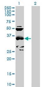 CCBL1 Polyclonal Antibody, MaxPab™