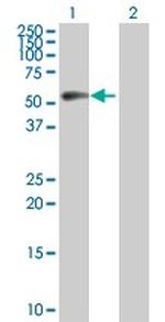 CCNB1 Polyclonal Antibody, MaxPab™
