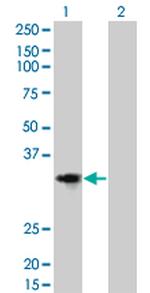 CCND2 Monoclonal Antibody (3B10)