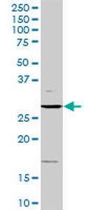 CCND3 Polyclonal Antibody, MaxPab™