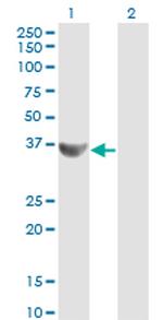 CCNG2 Antibody in Western Blot (WB)