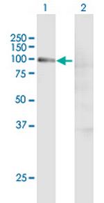 CCNT1 Polyclonal Antibody, MaxPab™