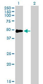 CD2 Antibody in Western Blot (WB)