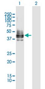 CD2 Antibody in Western Blot (WB)