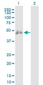 CD2 Antibody in Western Blot (WB)