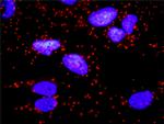 CD247 Antibody in Proximity Ligation Assay (PLA) (PLA)