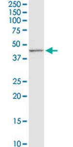 CD5L Antibody in Western Blot (WB)