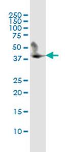 CD5L Antibody in Immunoprecipitation (IP)