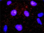 CD19 Antibody in Proximity Ligation Assay (PLA) (PLA)