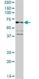 CD19 Antibody in Western Blot (WB)