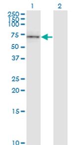 CD19 Antibody in Western Blot (WB)