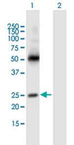 MS4A3 Polyclonal Antibody, MaxPab™
