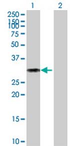CD27 Antibody in Western Blot (WB)
