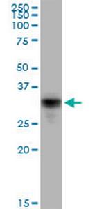 CD80 Antibody in Western Blot (WB)