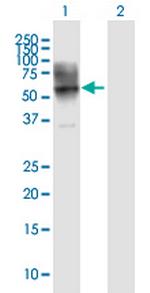 CD86 Antibody in Western Blot (WB)