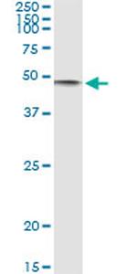 CD86 Monoclonal Antibody (3D7)