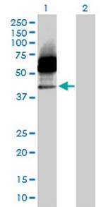 CD33 Antibody in Western Blot (WB)