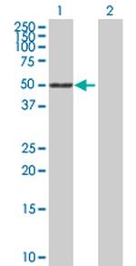 SIGLEC6 Polyclonal Antibody, MaxPab™