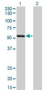 SIGLEC6 Monoclonal Antibody (2G6)