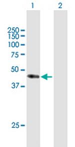 CD34 Antibody in Western Blot (WB)
