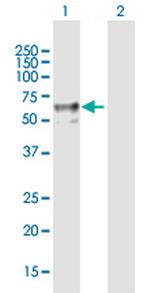 ENTPD2 Polyclonal Antibody, MaxPab™