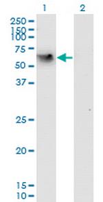CD44 Monoclonal Antibody (2H5)