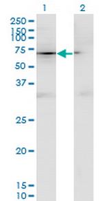 CD44 Monoclonal Antibody (4D2)