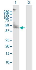 CD47 Antibody in Western Blot (WB)