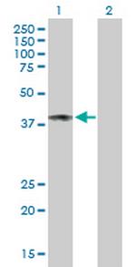 CD48 Antibody in Western Blot (WB)