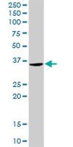 CD48 Antibody in Western Blot (WB)
