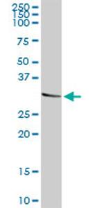 CD48 Antibody in Western Blot (WB)