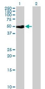 CD48 Antibody in Western Blot (WB)
