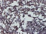 CD48 Antibody in Immunohistochemistry (Paraffin) (IHC (P))