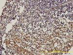 CD58 Antibody in Immunohistochemistry (Paraffin) (IHC (P))