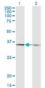 CD58 Antibody in Western Blot (WB)