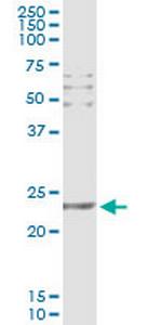 CD69 Monoclonal Antibody (4H3)