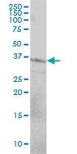 CD79B Antibody in Western Blot (WB)
