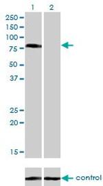 CD97 Antibody in Western Blot (WB)
