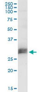 CD151 Monoclonal Antibody (1B2)
